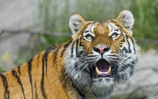 Картинка тигр, клыки, кошка, ©Tambako The Jaguar, амурский, взгляд