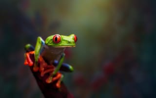 Картинка Frog, Macro, Nature, Bokeh