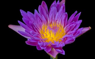 Картинка Фиолетовый, Water lily, Purple flower, Водяная лилия