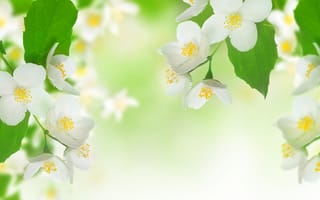 Обои Jasmine, spring, красота, белые, листья, весна, tender spirit, freshness, нежное настроение, ветка, branch, тычинки, цветы, beauty, жасмин, flowers, white, leaves, свежесть