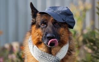 Картинка собака, друг, шляпа