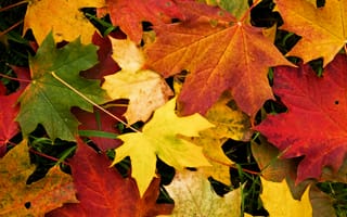 Картинка осень, листья, макро, клён