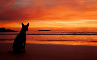 Картинка море, закат, силуэт, пляж, собака