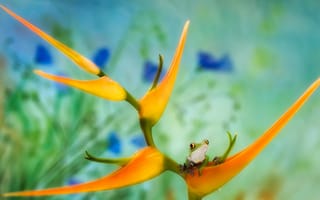 Картинка лягушка, природа, цветок