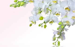 Картинка Orchid, орхидеи, белая, flowers, нежность, white, water, branch, tenderness, splash, petals, лепестки, цветы, орхидея, вода, beauty, всплеск, phalaenopsis, фаленопсис, красота