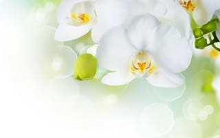 Картинка Orchid, бутоны, tenderness, белая, орхидея, petals, орхидеи, нежность, фаленопсис, цветы, лепестки, flowers, phalaenopsis, white, branch, красота, beauty