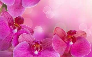 Картинка Orchid, pink, фаленопсис, красота, bright, flowers, phalaenopsis, tenderness, petals, ярко-розовая, нежность, орхидея, branch, цветы, орхидеи, beauty, лепестки