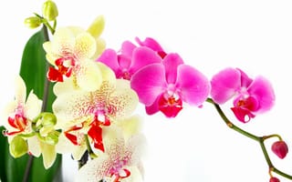 Картинка Orchid, flowers, beauty, tenderness, pink, листья, красота, орхидеи, орхидея, white, лепестки, branch, ярко-розовая, фаленопсис, белая, bright, цветы, нежность, phalaenopsis, petals
