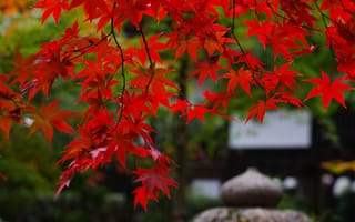 Картинка листва, клён, ветки, япония, сад, природа, красная