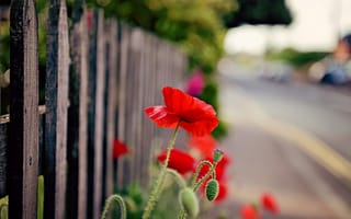 Картинка цветы, цветочек, красный, ограждение, цветок, ограда, природа, забор, мак
