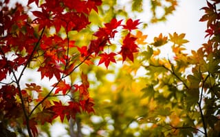 Картинка листья, кленовые, зеленые, деревья, осень, бордовые, размытость, дерево, ветки
