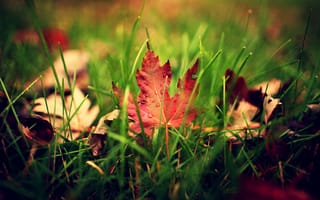 Обои лист, листья, размытость, макро, осень, капли, капельки, трава, зелень