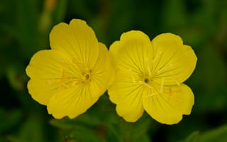 Картинка Макро, Боке, Bokeh, Macro, Желтые цветы, Yellow flowers