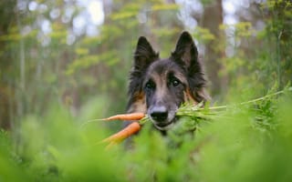 Картинка собака, морковка