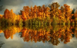Картинка желтые, побережье, природа, Осень, вода, деревья, лес