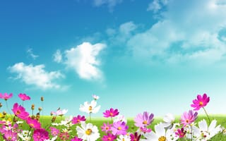 Картинка Camomile, цветы, красота, clouds, ромашки, розовые, spring, freshness, трава, flowers, листья, leaves, meadow, white, луг, beauty, облака, весна, pink, зелёные, свежесть, grass, небо, белые, sky, green