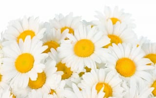Обои Camomile, весна, цветы, beauty, spring, белые, freshness, flowers, white, ромашки