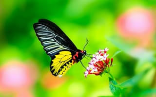 Обои Макро, крылья, цветок, бабочка, листья