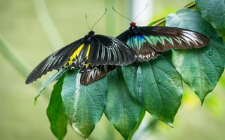 Картинка green, black, yellow, macro, butterfly, cameron, nature, butterflies, cameron highland, leaves, highland, malaysia