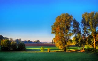 Картинка поля, деревья, утро, осень