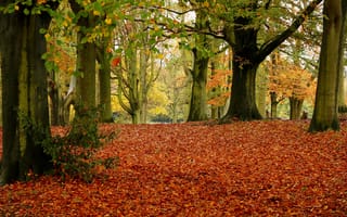 Картинка осень, листья, Лондон, Хампстед-Хит, деревья, England, Hampstead Heath, London, Англия, листва, парк