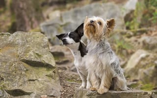 Обои собаки, Йоркширский терьер, камни, пара