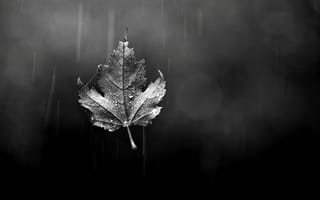 Картинка дождь, осень, капли, стекло, листик, лист, боке, черно-белое