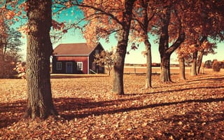 Картинка осень, домик, поле, деревья, природа, оранжевые, дом, листья