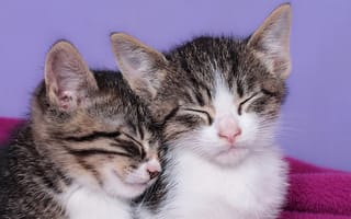 Картинка котята, спящие, сон, малыши