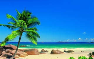 Картинка пальмы, океан, Сейшелы, отдых, солнце, природа, экзотика, лето, остров Праслин, наслаждение