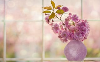 Картинка вишня, сакура, ваза, веточка, цветки, цветение