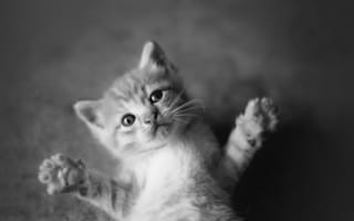Картинка cats, kittens, animals, black and white, cute