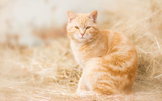 Картинка рыжий кот, взгляд, сено, кошка, рыжая