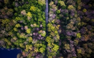 Картинка лес, природа, вид сверху, деревья, машина, дорога