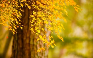 Картинка дерево, осень, природа, листья