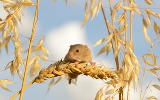 Картинка мышка, Мышь-малютка, макро, Harvest Mouse, колосья