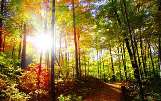 Картинка лес, тропа, солнце, природа, осень, деревья, лучи света