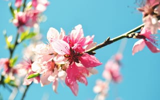 Картинка цветок, макро, ветвь, цветение, природа, персиковое дерево, весна