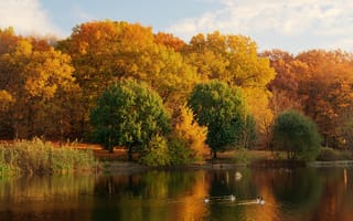 Картинка осень, природа, озеро, берег, деревья