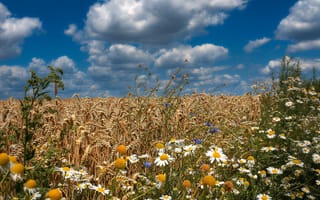 Картинка поле, пшеница, лето, цветы, ромашки, васильки