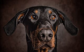 Картинка собака, взгляд, портрет, уши