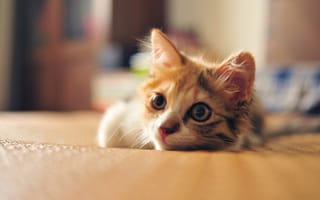Картинка кошка, трехцветный, взгляд, котенок