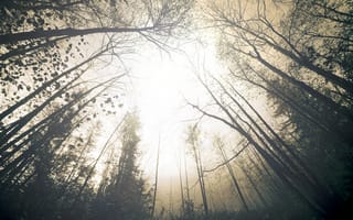 Картинка дымка, лес, туман, деревья, природа, небо
