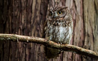 Картинка деревья, ветки, птица, сова, Совка западная