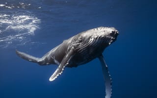 Картинка кит, природа, море