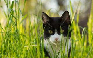 Картинка трава, кошка, взгляд, черно-белый, кот