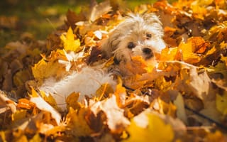 Обои собака, осень, листья