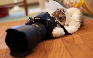 Картинка Camera, Nikon, Cat