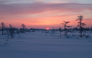 Картинка зима, снег, рассвет, восход, Сахалин, деревья, Россия