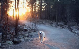Картинка собака, дорога, свет